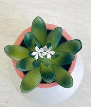 Load image into Gallery viewer, Five petal flower post earrings
